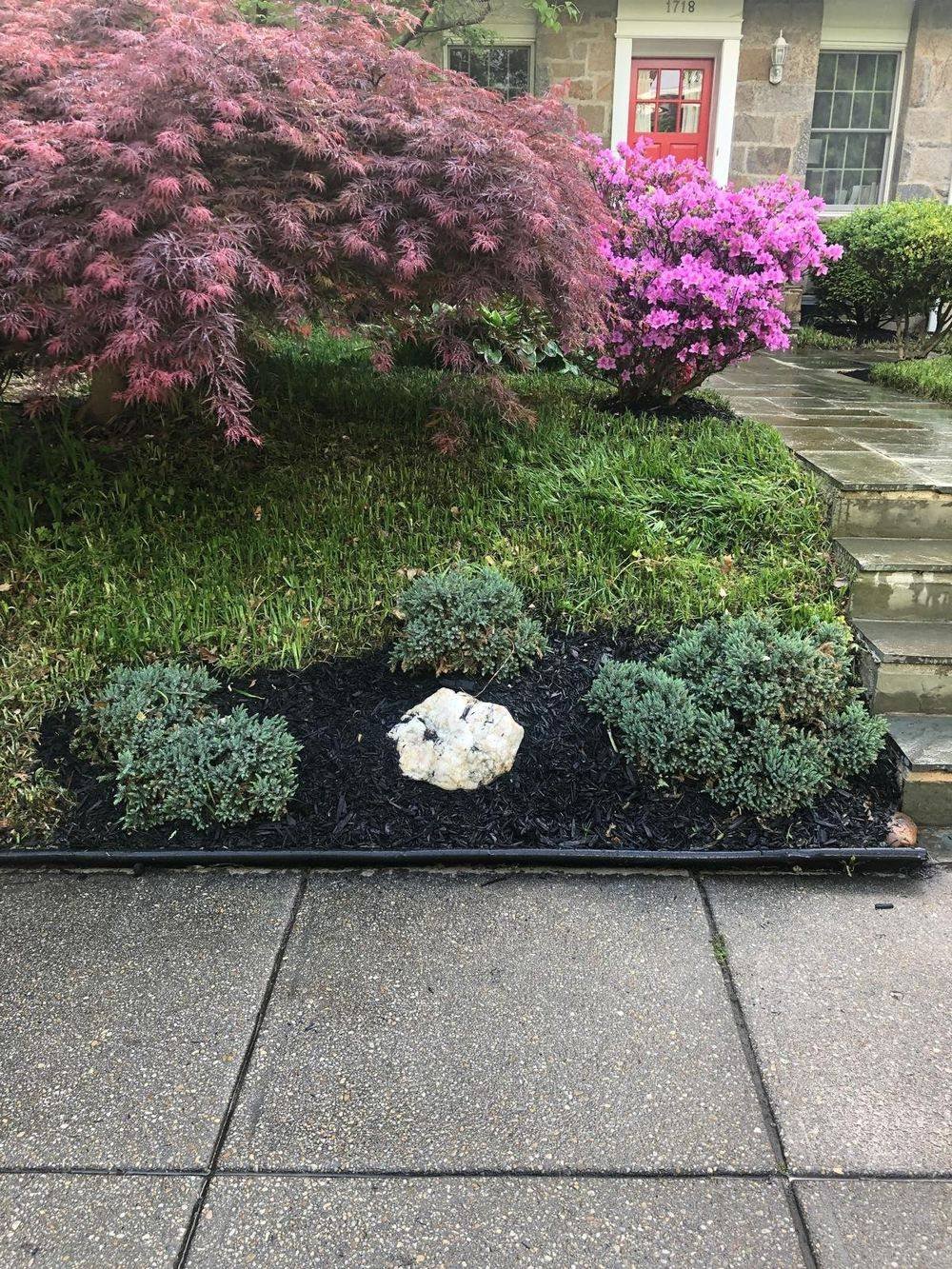 Fresh mulch bed with Japanese maple and azaleas — work by Eco Power Gardens