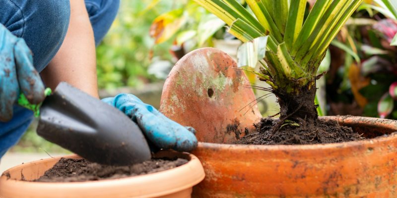 Close-up of a gardener doing maintenance on plants that were neglected and with little soil. Close-up of a gardener doing maintenance on plants that were neglected and with little soil.