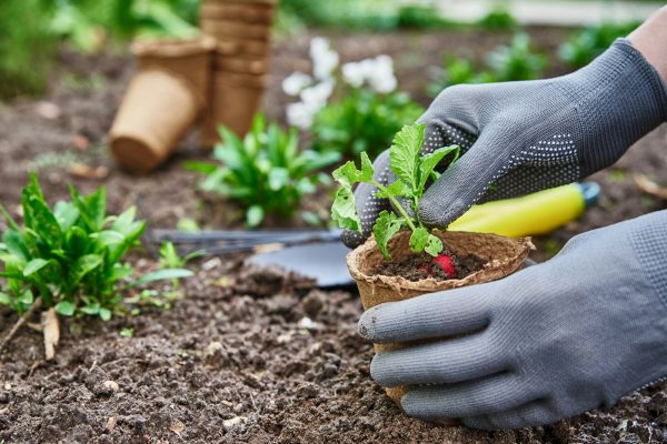 Gardener hands picking and planting vegetable plant in the garden Gardener hands picking and planting vegetable plant in the garden