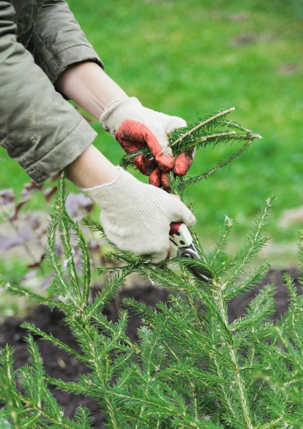 woman with scissors cutting old fir tree branch woman with scissors cutting old fir tree branch